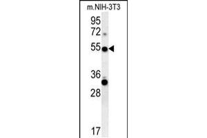 TRAF3 Antibody (C-term) (ABIN657866 and ABIN2846822) western blot analysis in mouse NIH-3T3 cell line lysates (35 μg/lane). (TRAF3 antibody  (C-Term))