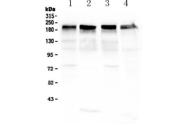 Laminin gamma 1 antibody  (all Isoforms)