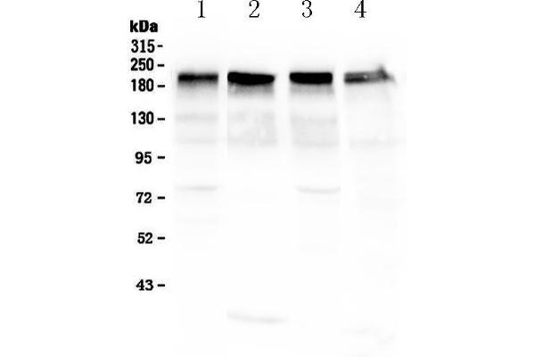 Laminin gamma 1 antibody  (all Isoforms)