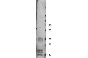Western blot using  Protein-A Purified anti-bovine VEGF-A antibody shows detection of recombinant bovine VEGF-A at 17-19. (VEGF antibody)