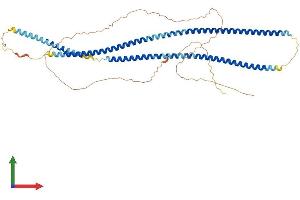 AlphaFold protein structure predicition of Human Recombinant KRT79 Protein, UniprotID Q5XKE5 (Cytokeratin 79 Protein (AA 1-535) (His tag))