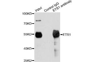 Immunoprecipitation analysis of 200ug extracts of Jurkat cells using 1ug ETS1 antibody. (ETS1 antibody)