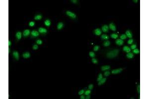 Image no. 2 for anti-phosphoglycerate Mutase 2 (Muscle) (PGAM2) antibody (ABIN1500173) (PGAM2 antibody)