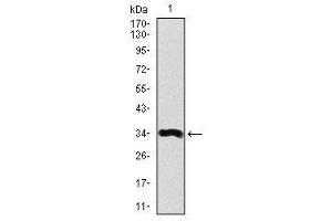 Image no. 1 for anti-Apolipoprotein A (APOA) antibody (ABIN1491517) (LPA antibody)