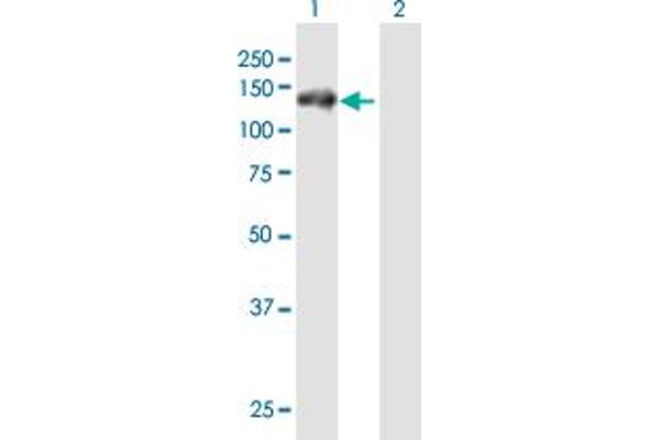RNF20 antibody  (AA 1-975)