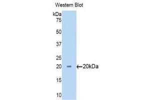 Western Blotting (WB) image for anti-Cytochrome P450, Family 3, Subfamily A, Polypeptide 7 (CYP3A7) (AA 344-497) antibody (ABIN1171793) (CYP3A7 antibody  (AA 344-497))