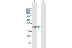 Western Blot analysis of STX4 expression in transfected 293T cell line by STX4 MaxPab polyclonal antibody.