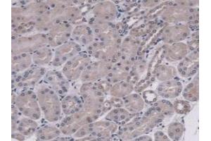 Detection of MUC5B in Mouse Kidney Tissue using Polyclonal Antibody to Mucin 5 Subtype B (MUC5B) (MUC5B antibody  (AA 75-295))