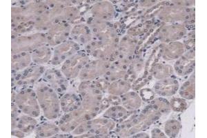 Detection of MUC5B in Mouse Kidney Tissue using Polyclonal Antibody to Mucin 5 Subtype B (MUC5B) (MUC5B antibody  (AA 75-295))