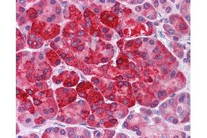 Anti-MTUS2 / KIAA0774 antibody IHC of human pancreas. (CAZIP antibody  (C-Term))