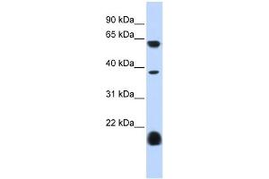 Serotonin receptor 3E antibody used at 1 ug/ml to detect target protein. (HTR3E antibody)