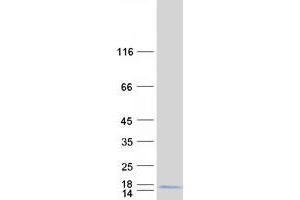 CDC42SE1 Protein (Transcript Variant 2) (Myc-DYKDDDDK Tag)