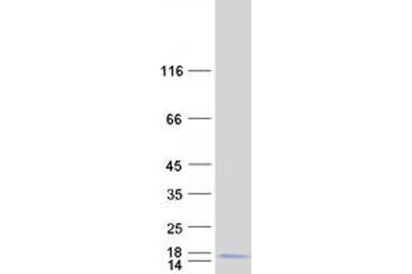 CDC42SE1 Protein (Transcript Variant 2) (Myc-DYKDDDDK Tag)