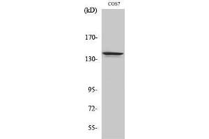 Western Blotting (WB) image for anti-Nuclear Factor Related To KappaB Binding Protein (NFRKB) (Internal Region) antibody (ABIN3185871)