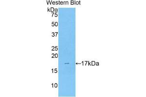 Western Blotting (WB) image for anti-Pleiotrophin (PTN) (AA 33-168) antibody (ABIN1860363)