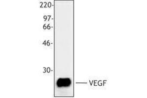Western Blotting (WB) image for anti-Vascular Endothelial Growth Factor A (VEGFA) antibody (ABIN2665453) (VEGFA antibody)