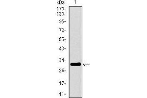 Western blot analysis using P2RY13 mAb against human P2RY13 recombinant protein. (Purinergic Receptor P2Y, G-Protein Coupled, 13 (P2RY13) (AA 1-49) antibody)