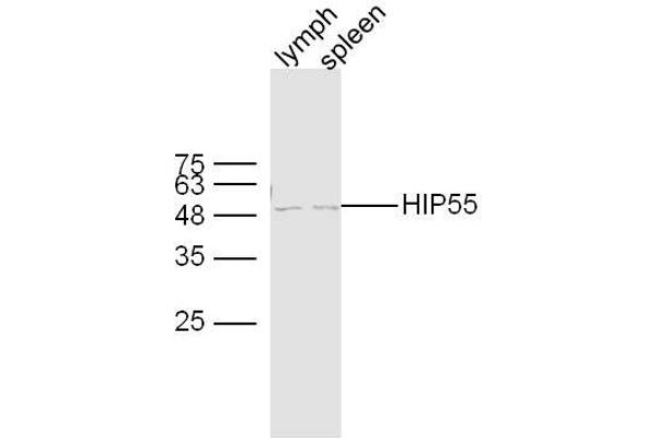 DBNL antibody  (AA 201-300)