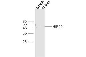 Lane 1: mouse lymph lysates Lane 2: mouse spleen lysates probed with HIP55 Polyclonal Antibody, Unconjugated  at 1:300 dilution and 4˚C overnight incubation. (DBNL antibody  (AA 201-300))