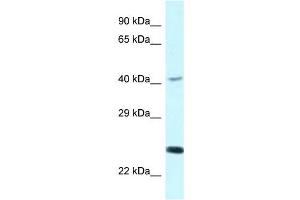 Western Blot showing CD244 antibody used at a concentration of 1 ug/ml against COLO205 Cell Lysate