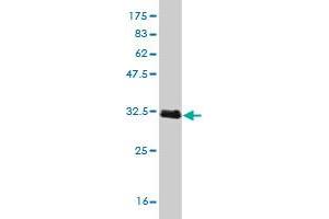 Western Blot detection against Immunogen (31. (TCL1A antibody  (AA 61-114))
