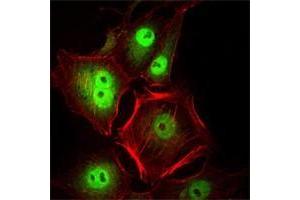 Immunofluorescence analysis of Hela cells using CDC2 antibody (green). (CDK1 antibody)