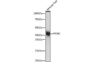 Western blot analysis of extracts of Mouse liver, using PON1 Rabbit mAb (ABIN7269172) at 1:1000 dilution. (PON1 antibody)