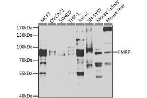 Western blot analysis of extracts of various cell lines, using FMRP antibody (ABIN6127908, ABIN6140718, ABIN6140720 and ABIN6221284) at 1:1000 dilution. (FMR1 antibody  (AA 1-290))