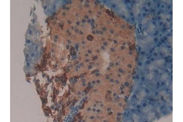 Peptide YY antibody  (AA 30-98)