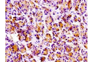 IHC image of ABIN7173602 diluted at 1:100 and staining in paraffin-embedded human pancreatic tissue performed on a Leica BondTM system. (PRSS3 antibody  (AA 81-303))