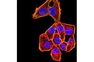 Immunofluorescence analysis of Hela cells using CDKN1C mouse mAb (green). (CDKN1C antibody)