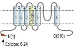 Representative domain view of the target of ABIN7885088.