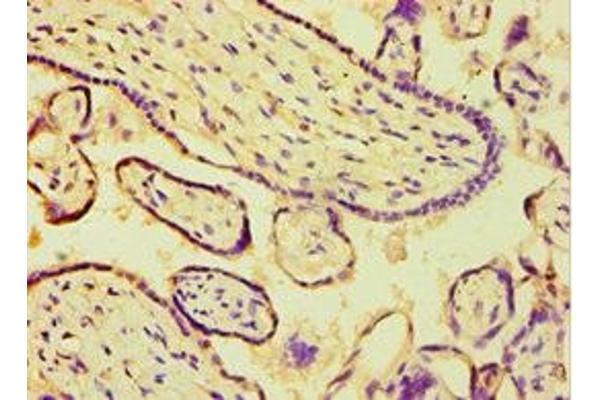 ARSF antibody  (AA 1-200)