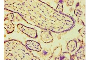 Immunohistochemistry of paraffin-embedded human placenta tissue using ABIN7144692 at dilution of 1:100