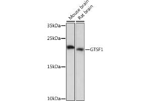 Western blot analysis of extracts of various cell lines, using GTSF1 Rabbit pAb (ABIN7267341) at 1:1000 dilution. (GTSF1 antibody)