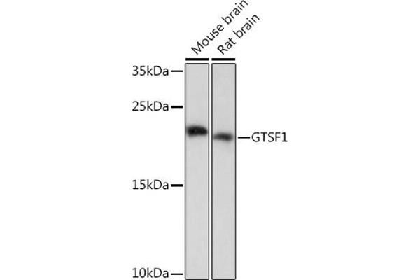 GTSF1 抗体