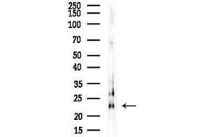 anti-Neurensin 2 (NRSN2) (C-Term) antibody