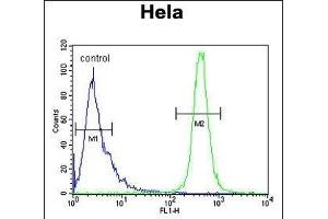 I Antibody (C-term) (ABIN653856 and ABIN2843116) flow cytometric analysis of Hela cells (right histogram) compared to a negative control cell (left histogram). (IMP3 antibody  (C-Term))