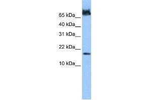 WB Suggested Anti-FUNDC1 Antibody Titration: 0. (FUNDC1 antibody  (N-Term))