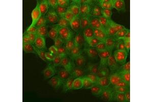 IF analysis of SURF2 using anti-SURF2 antibody (ABIN7602318) and anti-Tubulin Alpha antibody (ABIN7600339). (SURF2 antibody  (AA 7-230))