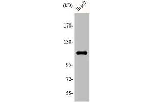Western Blot analysis of HepG2 cells using Phospho-Ksr-1 (S392) Polyclonal Antibody (KSR1 antibody  (pSer392))