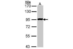 WB Image Sample (30 ug of whole cell lysate) A: Molt-4 , 7. (GPR114 antibody)