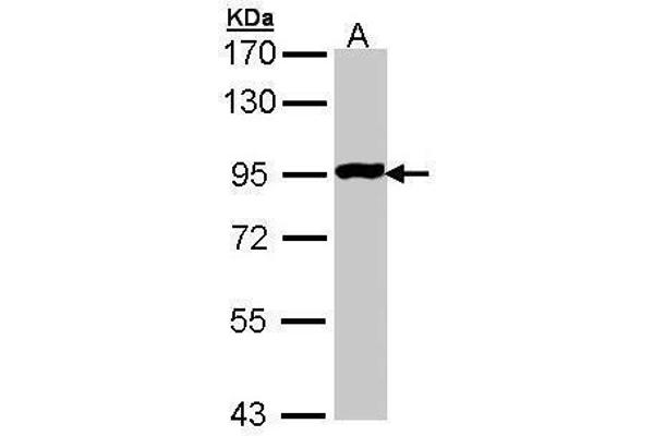GPR114 anticorps