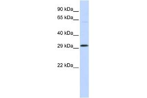 WB Suggested Anti-OVOL2 Antibody Titration:  0. (OVOL2 antibody  (Middle Region))