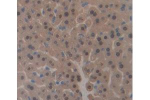 Used in DAB staining on fromalin fixed paraffin- embedded liver tissue (PHF8 antibody  (AA 195-351))