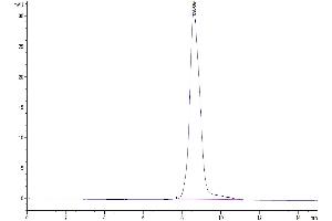 The purity of Human GM-CSF is greater than 95 % as determined by SEC-HPLC. (GM-CSF Protein (AA 18-144))