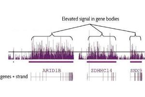 hMeDIP-chip performed on human brain DNA using 5-Hydroxymethylcytosine (5-hmC) antibody. (5-Hydroxymethylcytosine antibody)