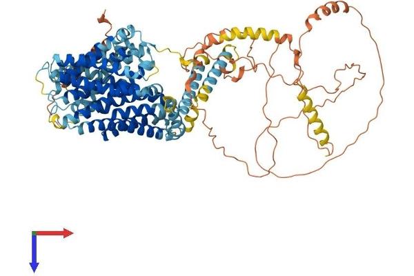 SLC9A3 Protein (AA 1-829) (His tag)