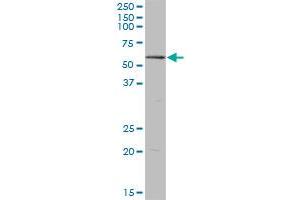 POLR3C MaxPab polyclonal antibody. (POLR3C antibody  (AA 1-534))