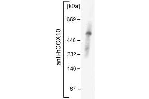 COX10 antibody - middle region  validated by WB using mouse mitochondria at 1:1000. (COX10 antibody  (Middle Region))